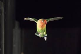 Lovebirds ace maneuvers in the dark