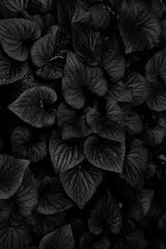 For More Follow Me Sufiya Sufi Black Aesthetic Black Flowers Shades Of Black