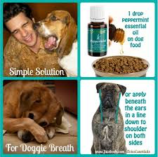 Simple Solution For Doggie Breath 1 Drop Peppermint Essential Oil Bad Breath Is Not A Mouth Issue Living Essentials Oils Essential Oils Dogs Young Living Pets