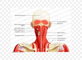 The muscles of the neck are present in four main groups. Head And Neck Anatomy Splenius Capitis Muscle Posterior Triangle Of The Neck Png 600x600px Watercolor Cartoon