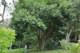 Image result for Cola greenwayi