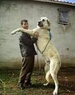 Kangal Dog Dog Breed Information and Pictures - PetGuide