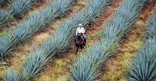 The 30 Best Tequilas For Every Budget Vinepair Best Tequila Best Tequila Brands Tequila