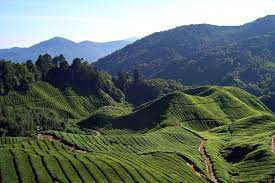 Before arriving in the uk, these travelers must purchase what the uk government calls a quarantine package, covering the stay in hotel quarantine and food and drink while there. Cameron Highlands Mossy Forest Discovery