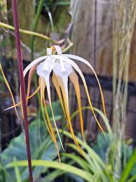 Image result for Disperis reichenbachiana