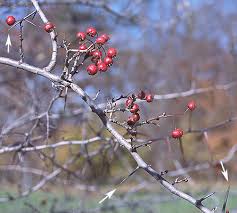 Image result for Artabotrys collinus