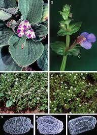 Image result for Hartliella