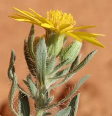 Image result for Heterotis canescens