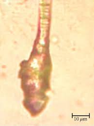 Image result for Dicerocaryum senecioides