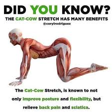 Cat Cow One Of My Fave Go To Stretches Do Not Neglect Mobility Work Especially If You Train First Thing In The Mor Yoga Benefits Yoga Stretches Yoga Fitness
