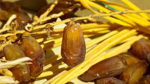 Di dalam biji kurma terdapat kandungan nutrisi yang penting bagi tubuh seperti karbohidrat, lemak, protein, air, dan juga serat alami. 10 Khasiat Kurma Yang Anda Perlu Tahu The Diagnosa