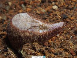 Image result for Ficus scassellatii