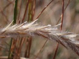 Image result for Elionurus