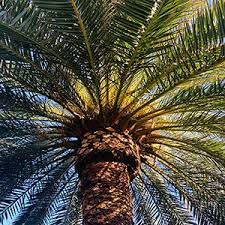 The best part is that we have added links of the tutorials of some of the best ideas. Desert Adapted Native Plants Garden Extension University Of Nevada Reno