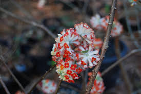 Image result for Gnidia chrysantha