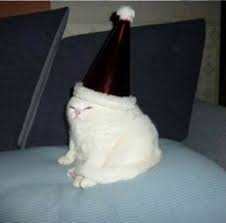 Hap Bir Komik Kedi Resimleri Hayvan Mizahi Komik Hayvan