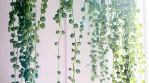 The plants may become straggly over time, so it's a good idea to propagate it every few years. String Of Pearls Guide How To Care For A String Of Pearls Plant