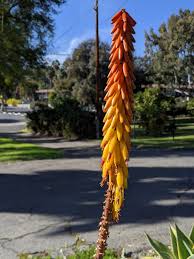 Image result for Aloe aculeata × ortholopha