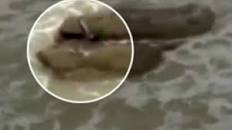 Image result for history channel of findings of a mermaid