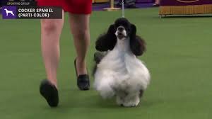 All types of spaniel dogs, whether water spaniel or land spaniel breeds, including cocker spaniels, boykin, english, etc. Spaniels Cocker Parti Color Breed Judging 2020 Youtube