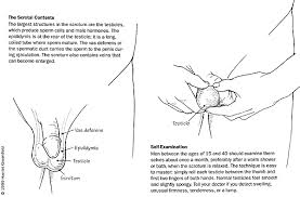 But for testicular cancer, this could spread the cancer, so the biopsy is done during surgery to take out the cancer. Testicular Cancer What Every Man Should Know Student Health And Wellness Services