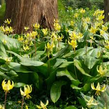 Image result for Ptaeroxylaceae