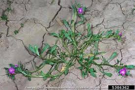 Image result for Portulacaceae