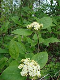 Crna Hudika Viburnum Lantana Viburnum Lantana Plants