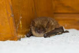This pest control guide will cover how you can get rid of bats naturally and drive them out of your house bat squeaking. What To Do About Bats This Winter Varment Guard Wildlife Services
