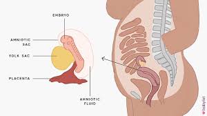 We did not find results for: 5 Weeks Pregnant Symptoms Baby Development Tips Babylist