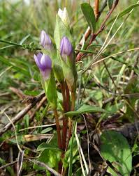 Image result for Schinziella tetragona