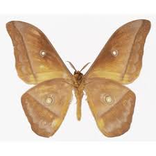 Image result for Bridelia duvigneaudii