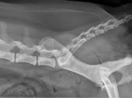 Broken tail cat regains continence after 4 years! Small Animal Spinal Radiography Series Lumbar Spine Radiography Today S Veterinary Practice