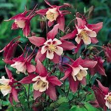 Pin On Perennial Flowers