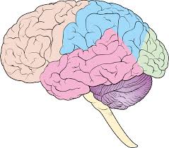 The diagram summarises how information flows from receptors to effectors in the nervous system. Http Rstudio Pubs Static S3 Amazonaws Com 378594 9733f055e43c413ab8059327e9afc900 Html
