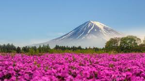 We hope you enjoy our growing collection of hd images to use as a background or home screen for please contact us if you want to publish a 4k ultra hd desktop wallpaper on our site. Mountain Fuji Japan Shibasakura Pink Color Flower 4k Ultra Hd Desktop Wallpapers For Computers Laptop Tablet And Mobile Phones Wallpapers13 Com