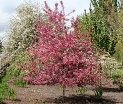 Maybe you would like to learn more about one of these? Malus Royal Raindrops Crabapple