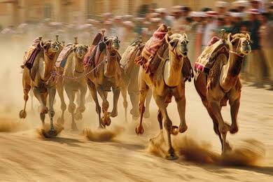 مهرجان سباقات الهجن