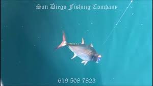 Fishing licenses are valid from the date of purchase until december 31 of the year displayed on the license. San Diego Sport Fishing Six Pack Charter