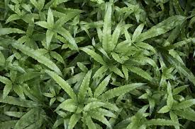 Image result for Pteris cretica