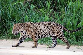 Los guías de reino animal te darán un recorrido, en el que, además de convivir, aprenderás grandes cosas de muchas especies que habitan nuestro planeta. Jaguar Wikipedia