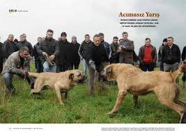 National Geographic Haytap Acimasiz Ve Kanli Kopek Dovusleri Dovus Gerceginde Yaptiklarimiz Kutuphane Haytap Hayvan Haklari Federasyonu