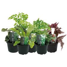 Living Interiors Tiny Pots House Plants Indoor Foliage Mitre 10