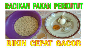 Semua bahan dicampur, lalu dijemur dan dibentuk dalam ukuran kecil. Racikan Pakan Perkutut Bahan Mudah Didapat Dijamin Cepat Gacor Youtube