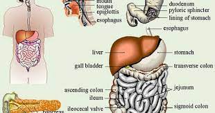 A Trip Through The Human Digestive System Abridged Digestion Human Digestive System Digestive System