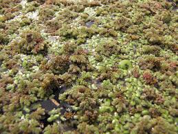 Image result for Azolla