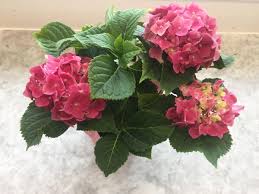 Did you know that trader joe's offers really affordable flower bouquets and plants? 8 Easter Gifts From Trader Joe S All Under 10 Cooking Light