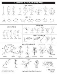 Tree Identification Extras Tree Identification Botany Lessons Plant Identification