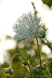 The fragile appearance of queen anne's lace represents delicate matters that require careful negotiations or subtle tactics. Queen Annes S Lace Kim Smith Films