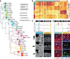 Proteine atlas rat / rer dr jastrow s em atlas : An Atlas Of The Protein Coding Genes In The Human Pig And Mouse Brain Science